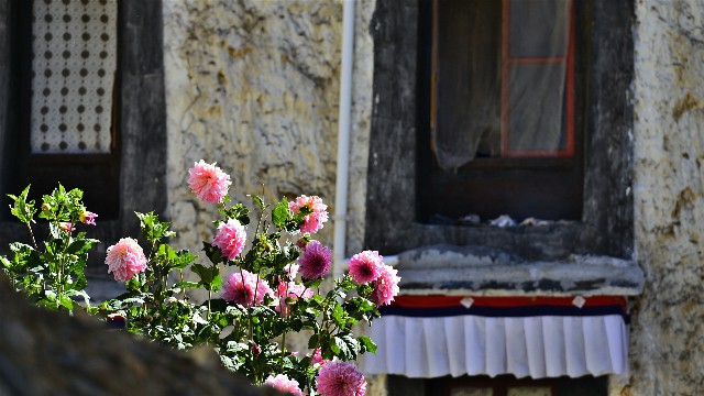 拼多多补单软件