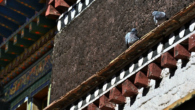 拼多多补单软件