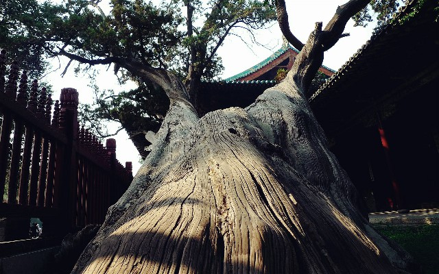 拼多多补单软件