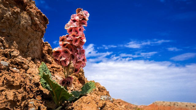 拼多多补单软件