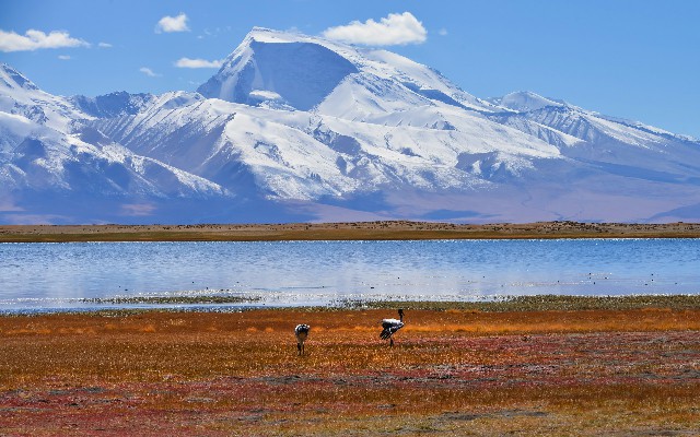 拼多多补单软件