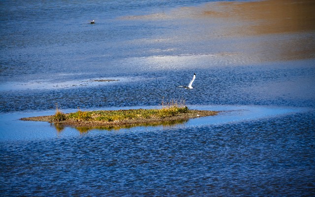 拼多多补单软件