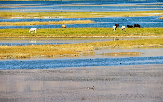 拼多多补单软件
