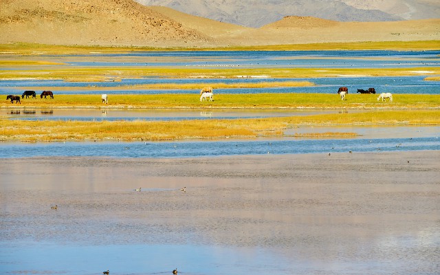 拼多多补单软件