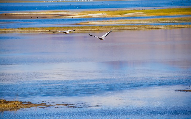 拼多多补单软件