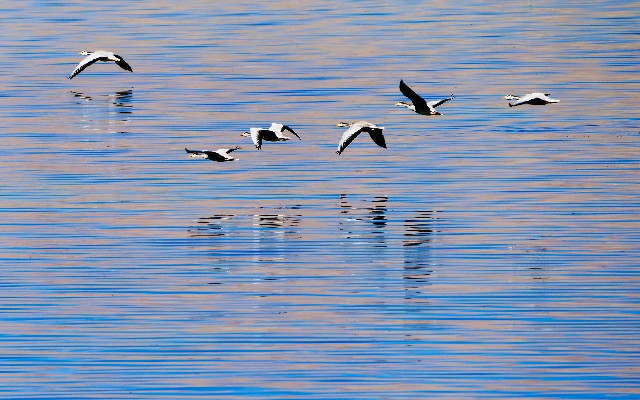 拼多多补单软件