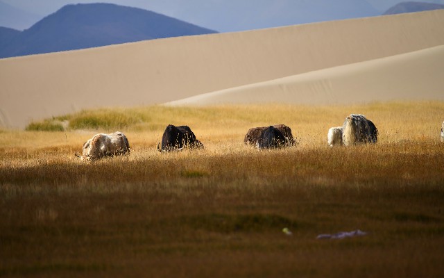 拼多多补单软件