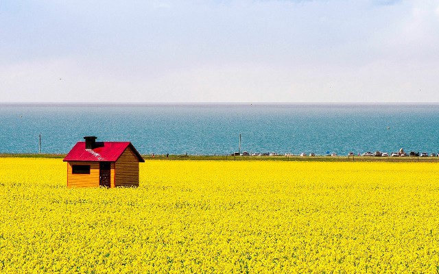 拼多多补单软件