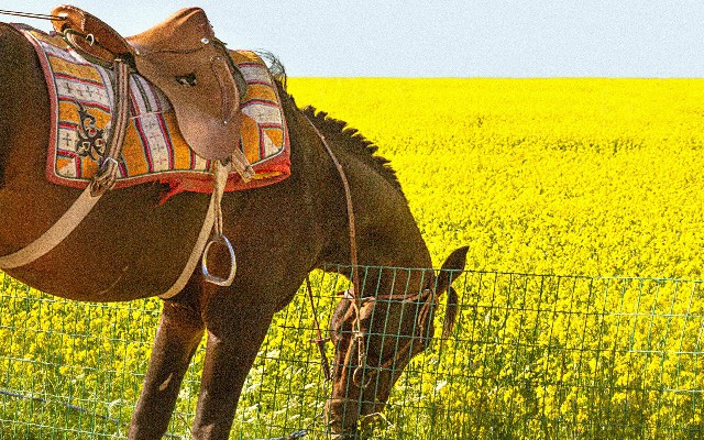 拼多多补单软件