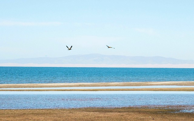 拼多多补单软件