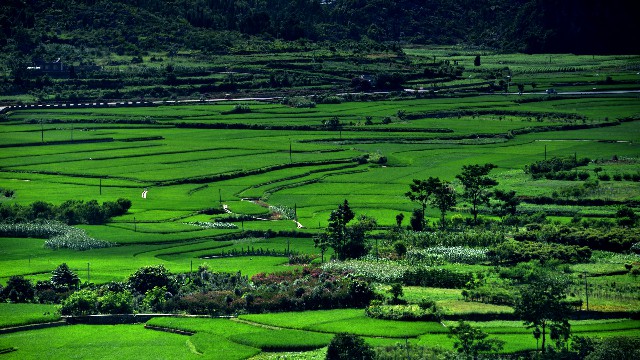 拼多多补单软件