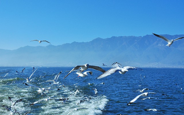 拼多多补单软件