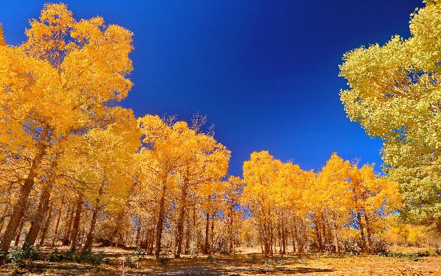 拼多多补单软件