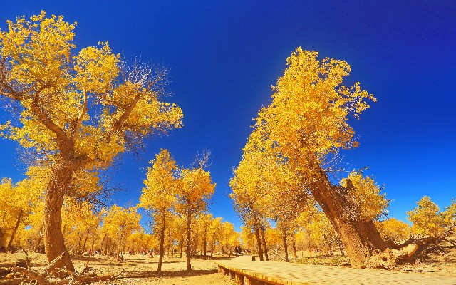 拼多多补单软件