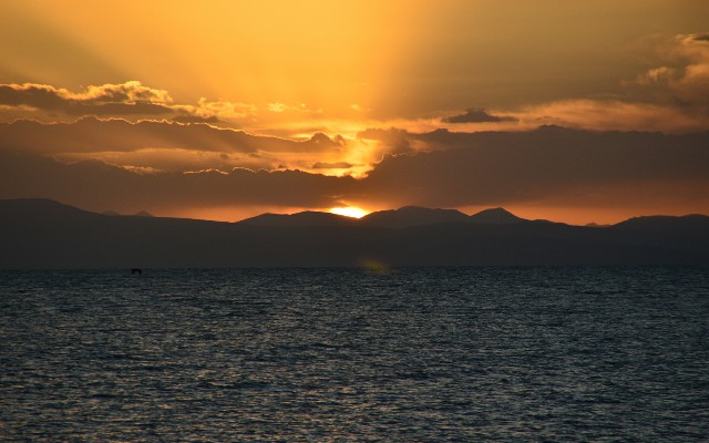 拼多多补单软件