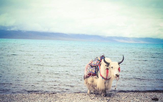 拼多多补单软件