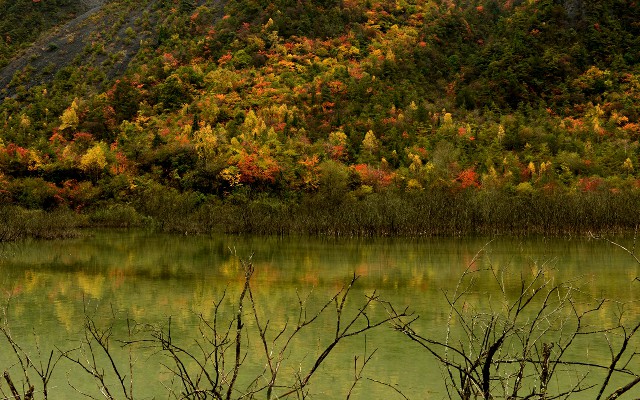 拼多多补单软件