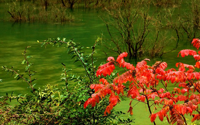 拼多多补单软件
