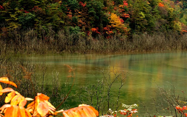 拼多多补单软件