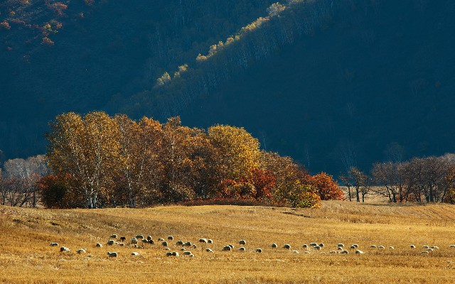 拼多多补单软件