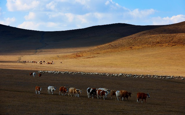拼多多补单软件