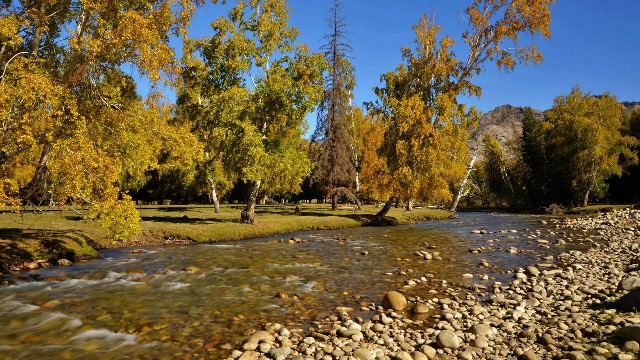 拼多多补单软件