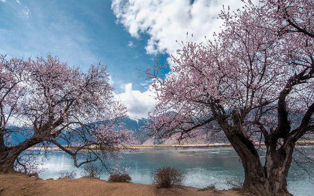 拼多多补单软件