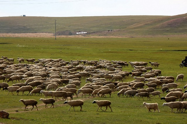 拼多多补单软件