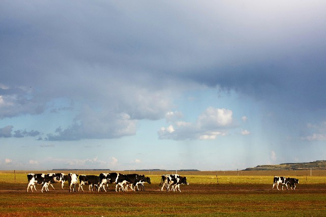 拼多多补单软件