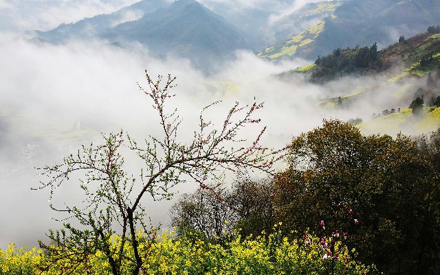 拼多多补单软件