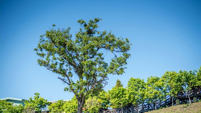 拼多多补单软件