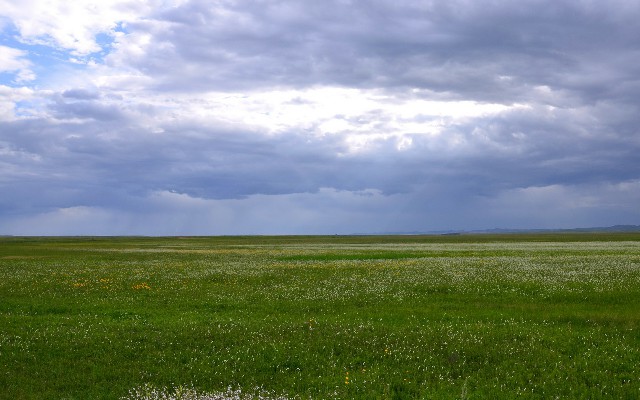 拼多多补单软件