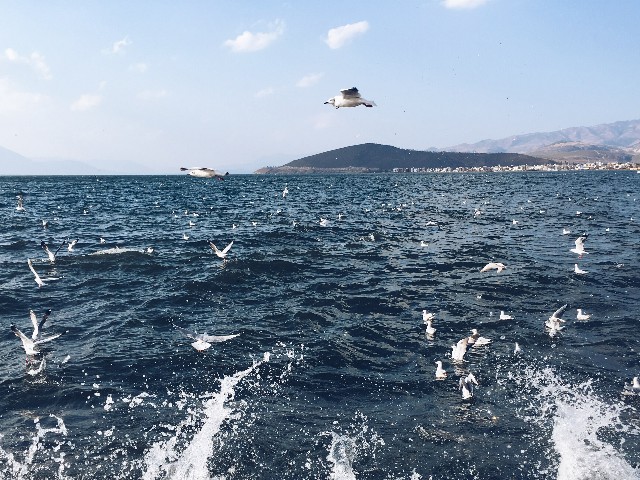 拼多多补单软件