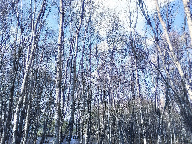 拼多多补单软件