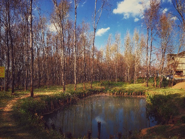 拼多多补单软件