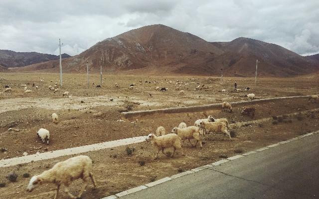 拼多多补单软件