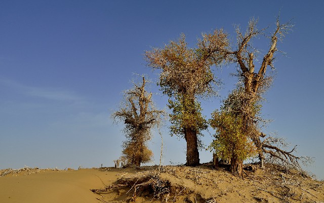 拼多多补单软件