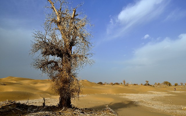 拼多多补单软件