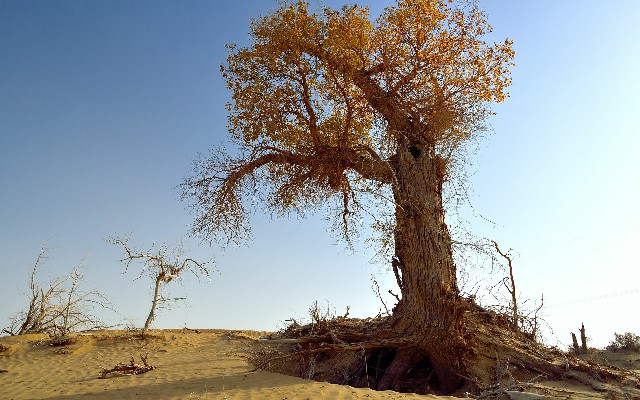 拼多多补单软件