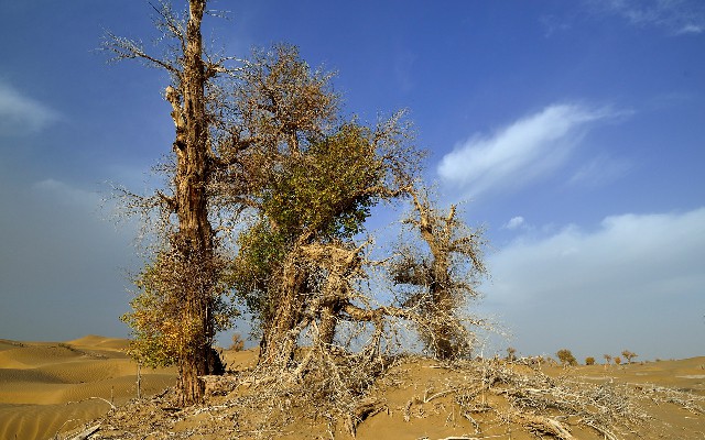 拼多多补单软件