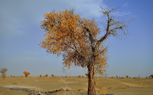 拼多多补单软件
