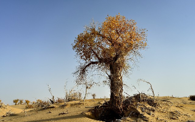 拼多多补单软件