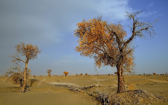 拼多多补单软件