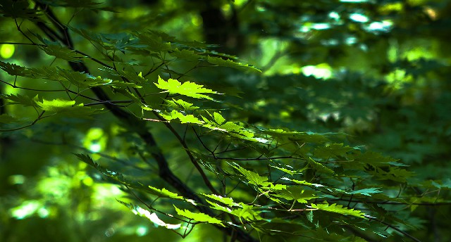 拼多多补单软件