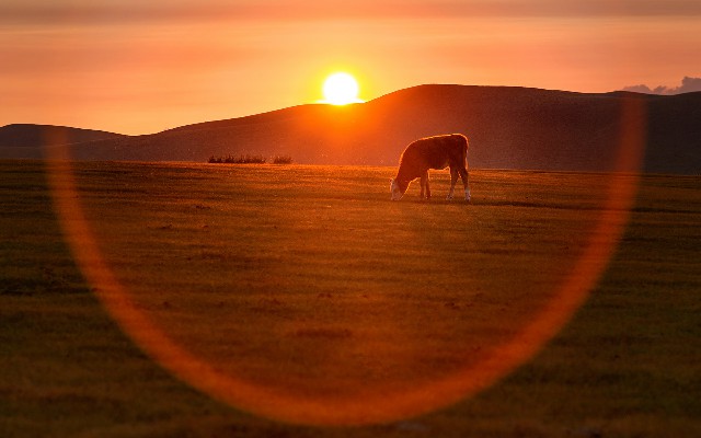 拼多多补单软件