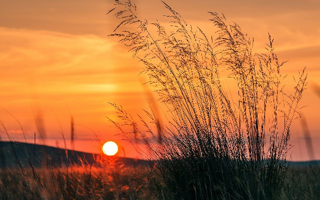 拼多多补单软件