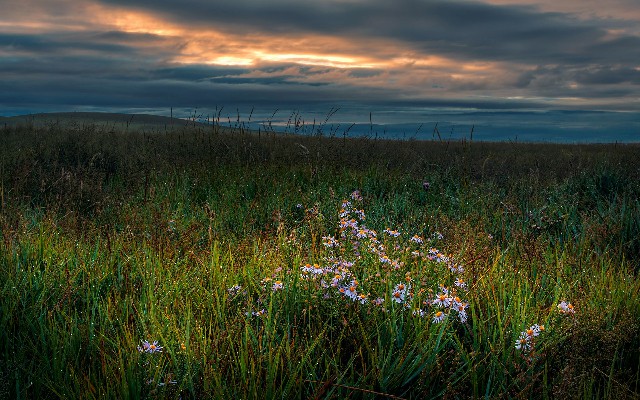 拼多多补单软件