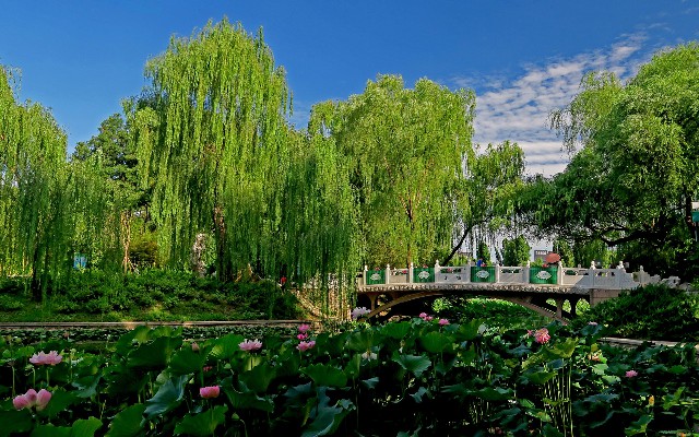 拼多多补单软件