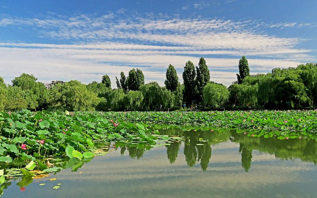 拼多多补单软件