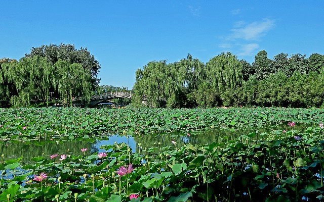拼多多补单软件